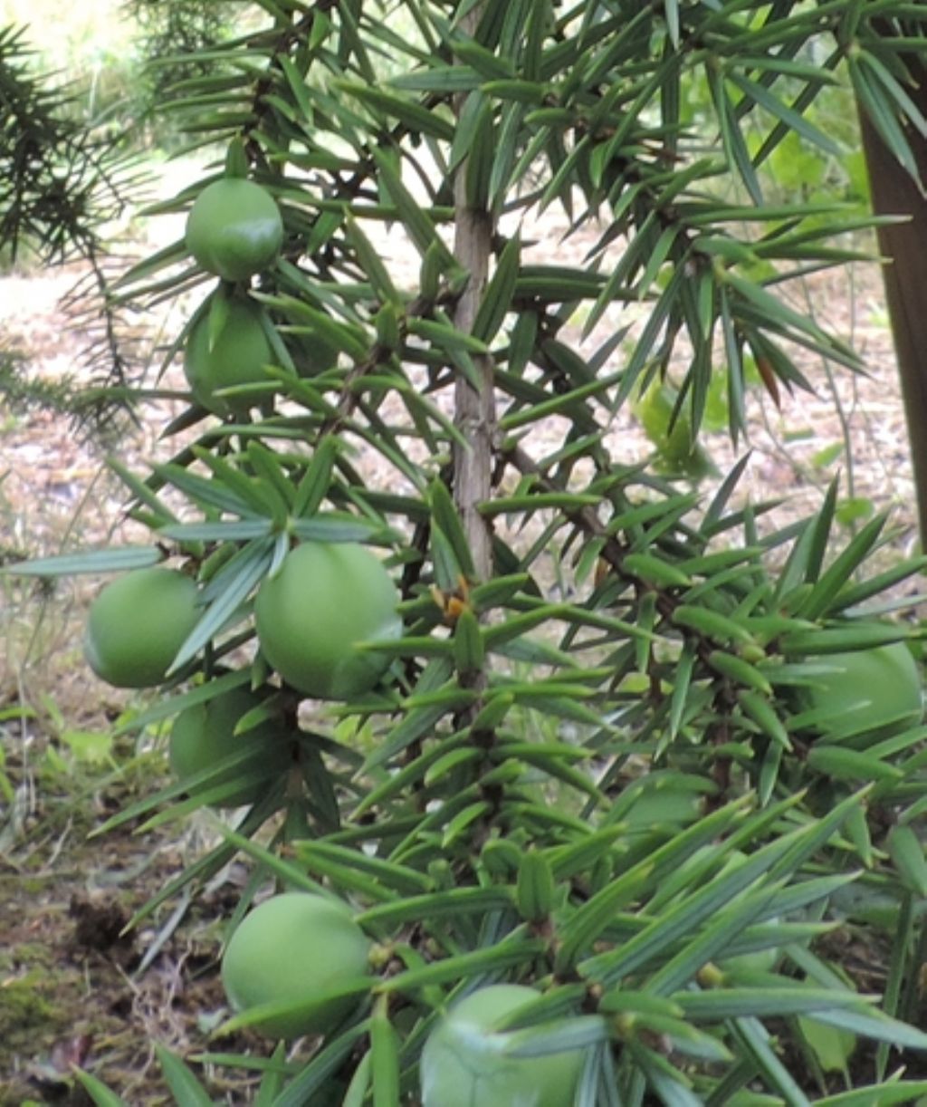 Quale ginepro?  Juniperus oxycedrus ssp. macrocarpa